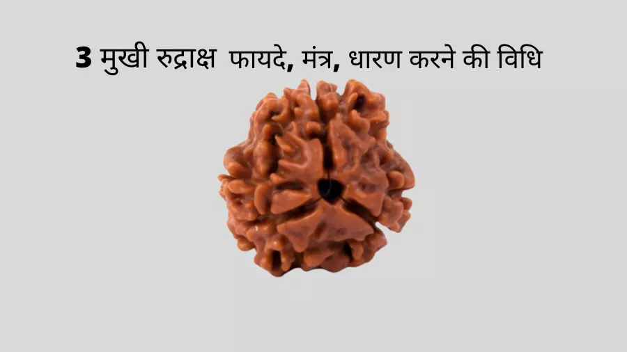 3 mukhi rudraksha benefits in hindi